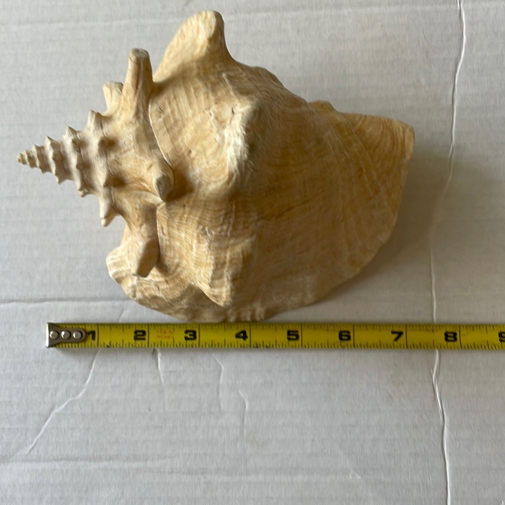Queen Conch Shell
